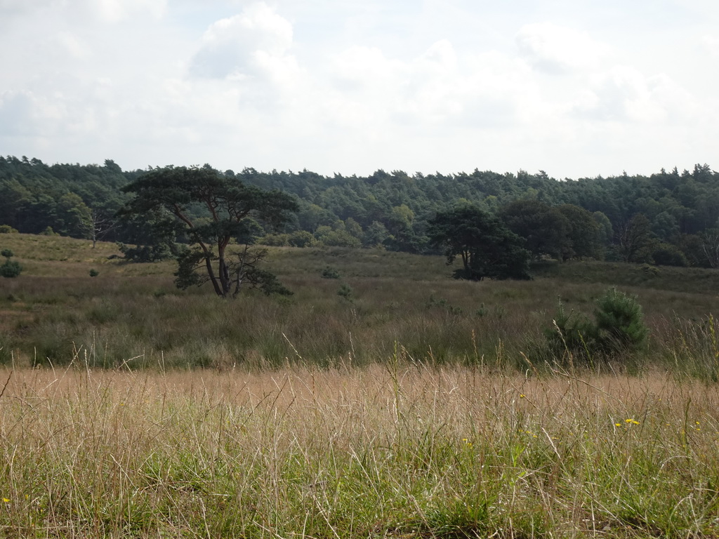 Hills and trees around the Elsberg hill, viewed from the Nature Observation Post