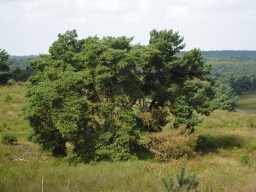 Tree near the Elsberg hill, viewed from the Nature Observation Post