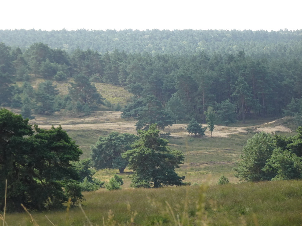 Hills and trees around the Elsberg hill, viewed from the Nature Observation Post