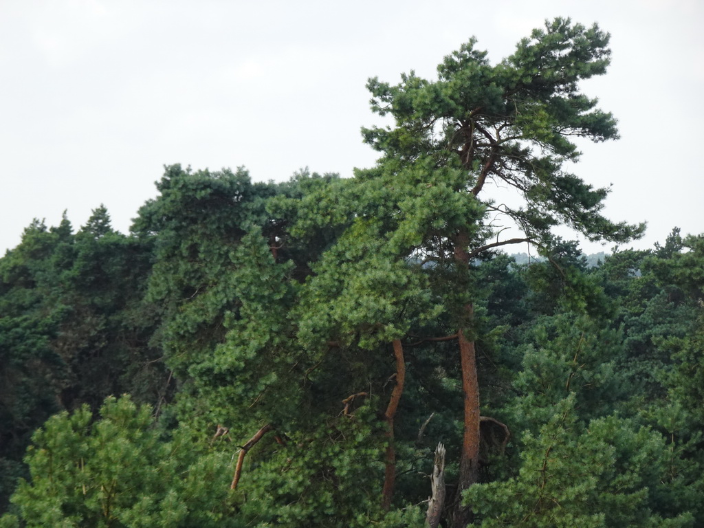 Trees near the Elsberg hill, viewed from the Nature Observation Post