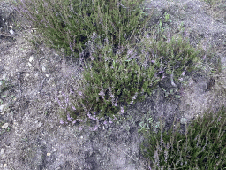 Purple heather next to the path from the Elsberg hill