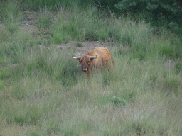 Highland Cattle next to the path from the Elsberg hill