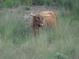 Highland Cattle next to the path from the Elsberg hill