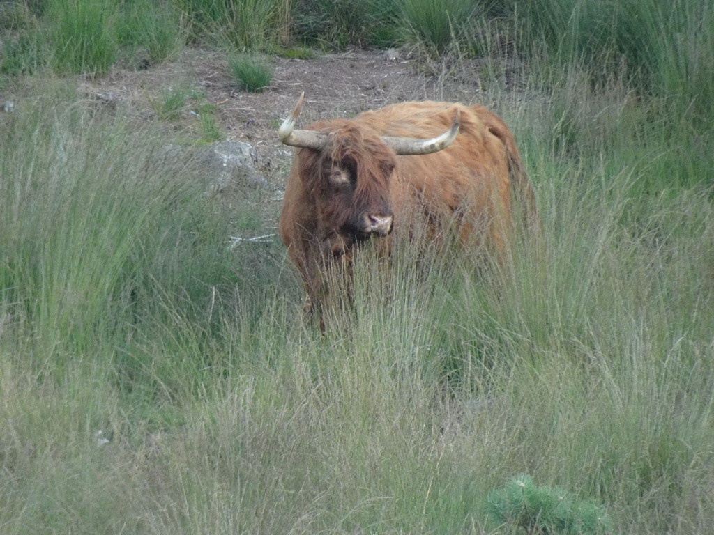 Highland Cattle next to the path from the Elsberg hill