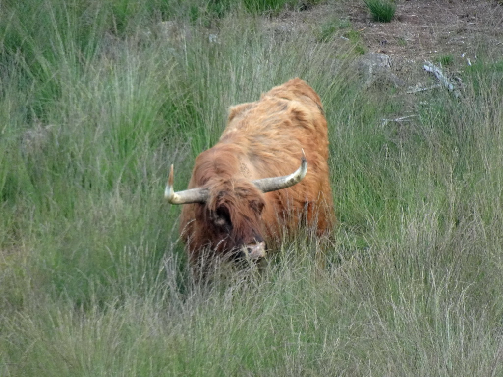 Highland Cattle next to the path from the Elsberg hill