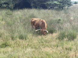 Highland Cattle next to the path from the Elsberg hill