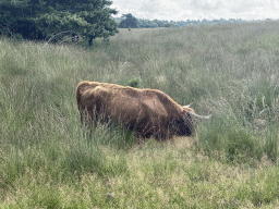 Highland Cattle next to the path from the Elsberg hill