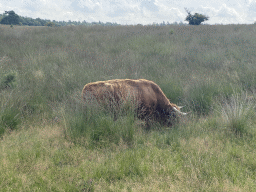 Highland Cattle next to the path from the Elsberg hill