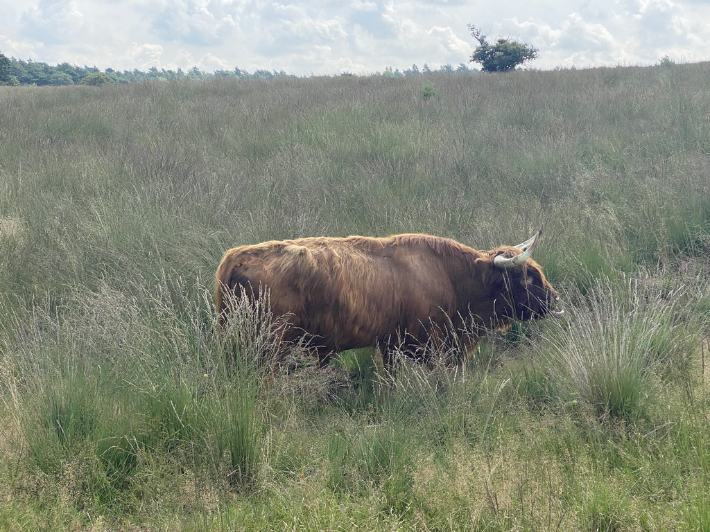 Highland Cattle next to the path from the Elsberg hill