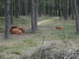 Highland Cattle next to the Burgemeester Bloemersweg road, viewed from Tim`s rental bike