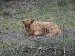 Highland Cattle next to the Burgemeester Bloemersweg road, viewed from Tim`s rental bike