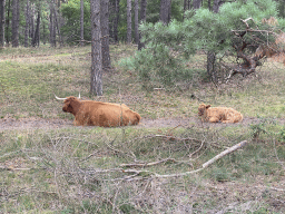 Highland Cattle next to the Burgemeester Bloemersweg road, viewed from Tim`s rental bike