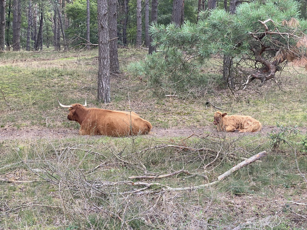 Highland Cattle next to the Burgemeester Bloemersweg road, viewed from Tim`s rental bike