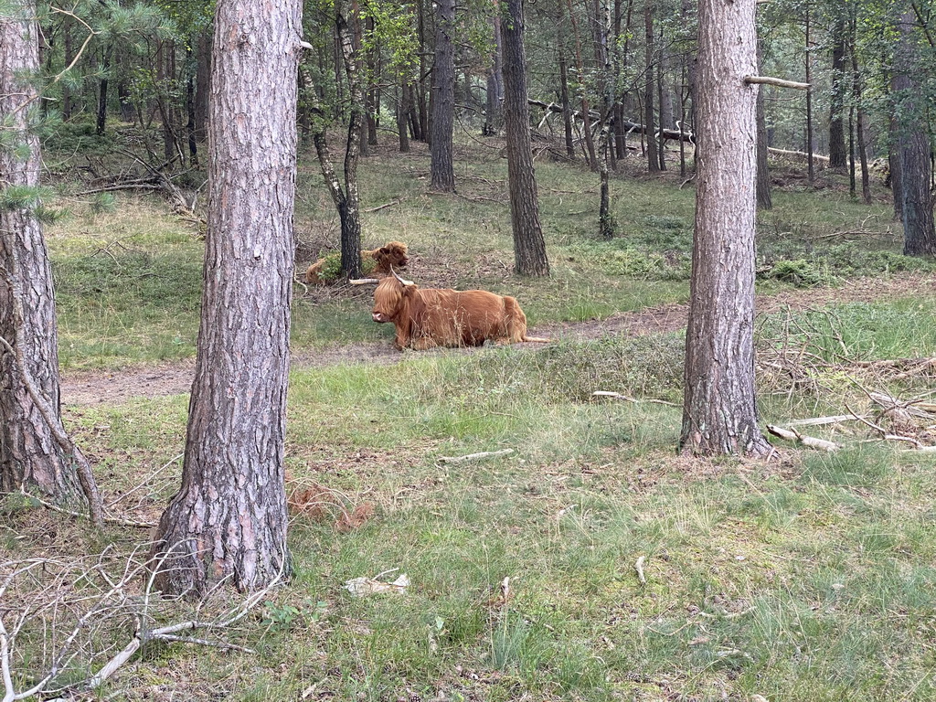 Highland Cattle next to the Burgemeester Bloemersweg road, viewed from Tim`s rental bike