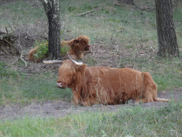 Highland Cattle next to the Burgemeester Bloemersweg road, viewed from Tim`s rental bike