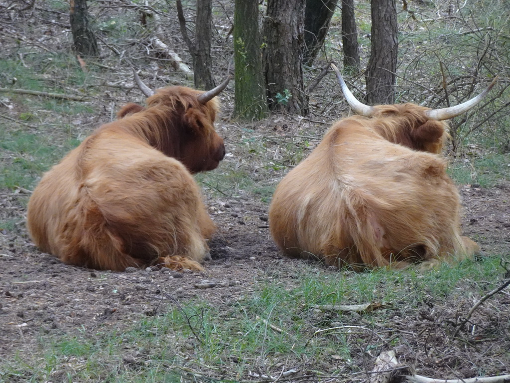 Highland Cattle next to the Burgemeester Bloemersweg road