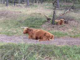 Highland Cattle next to the Burgemeester Bloemersweg road