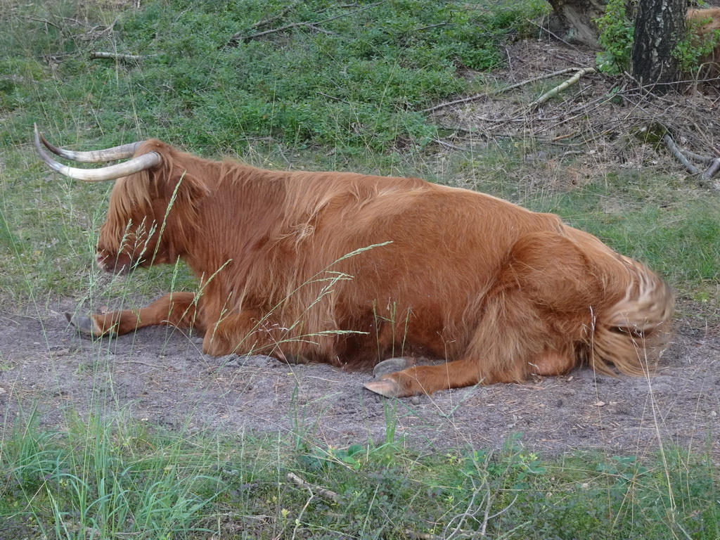 Highland Cattle next to the Burgemeester Bloemersweg road