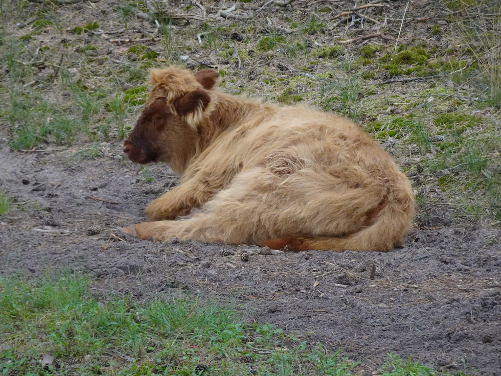 Highland Cattle next to the Burgemeester Bloemersweg road