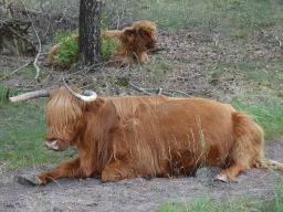 Highland Cattle next to the Burgemeester Bloemersweg road