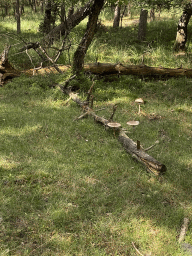 Mushrooms next to the Burgemeester Bloemersweg road