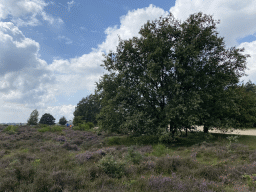 Trees and purple heather on the north side of the Posbank hill