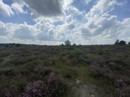 Purple heather on the north side of the Posbank hill