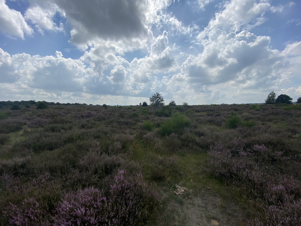 Purple heather on the north side of the Posbank hill