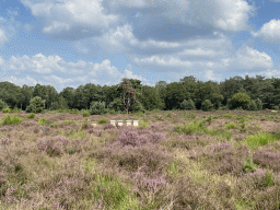 Trees, beehives and purple heather on the north side of the Posbank hill