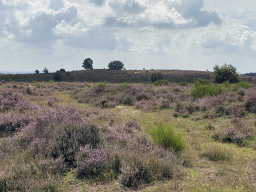 Trees and purple heather on the north side of the Posbank hill