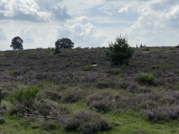 Trees and purple heather on the north side of the Posbank hill