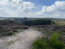 Trees and purple heather on the southwest side of the Posbank hill, viewed from near the top