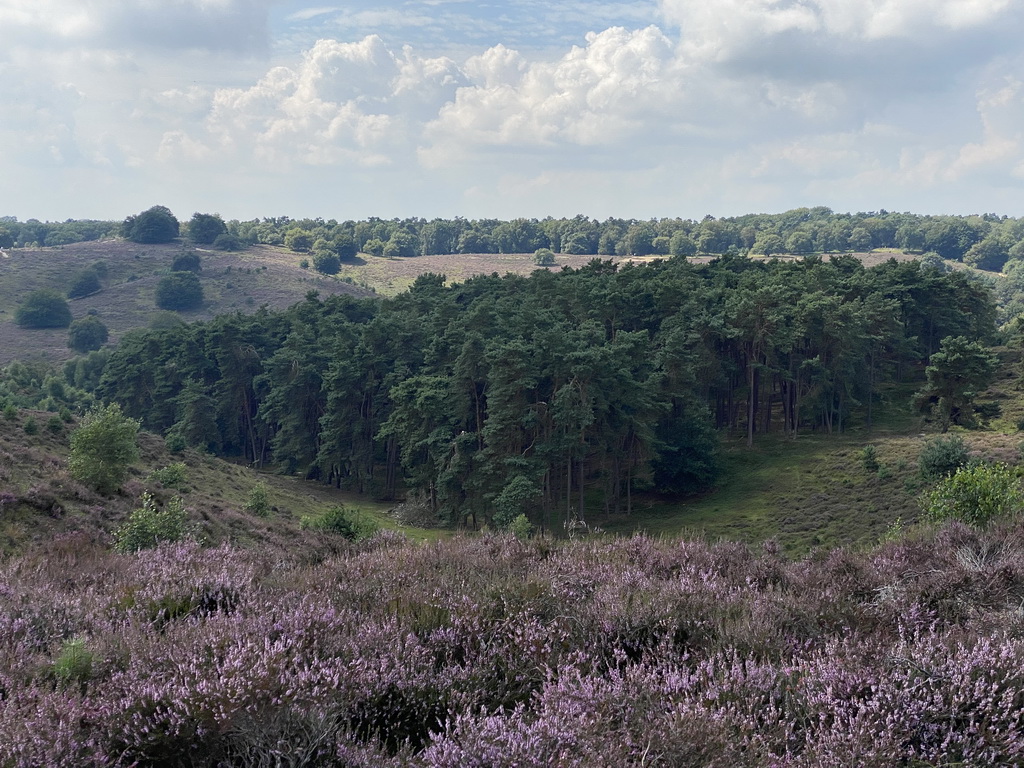 Trees and purple heather on the southwest side of the Posbank hill, viewed from near the top