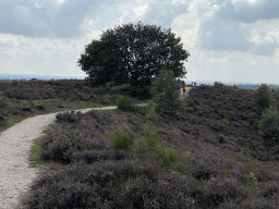 Trees and purple heather near the top of the Posbank hill