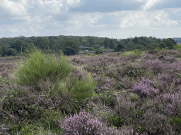 Trees, purple heather and Pavilion De Posbank on the east side of the Posbank hill, viewed from near the top