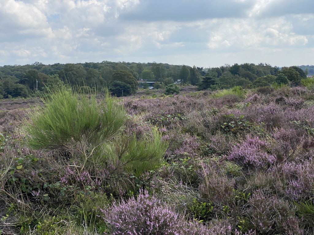 Trees, purple heather and Pavilion De Posbank on the east side of the Posbank hill, viewed from near the top
