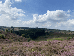 Trees and purple heather on the southwest side of the Posbank hill, viewed from near the top