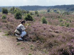 Miaomiao making a photograph of purple heather near the top of the Posbank hill