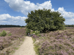 Max with a tree and purple heather near the top of the Posbank hill