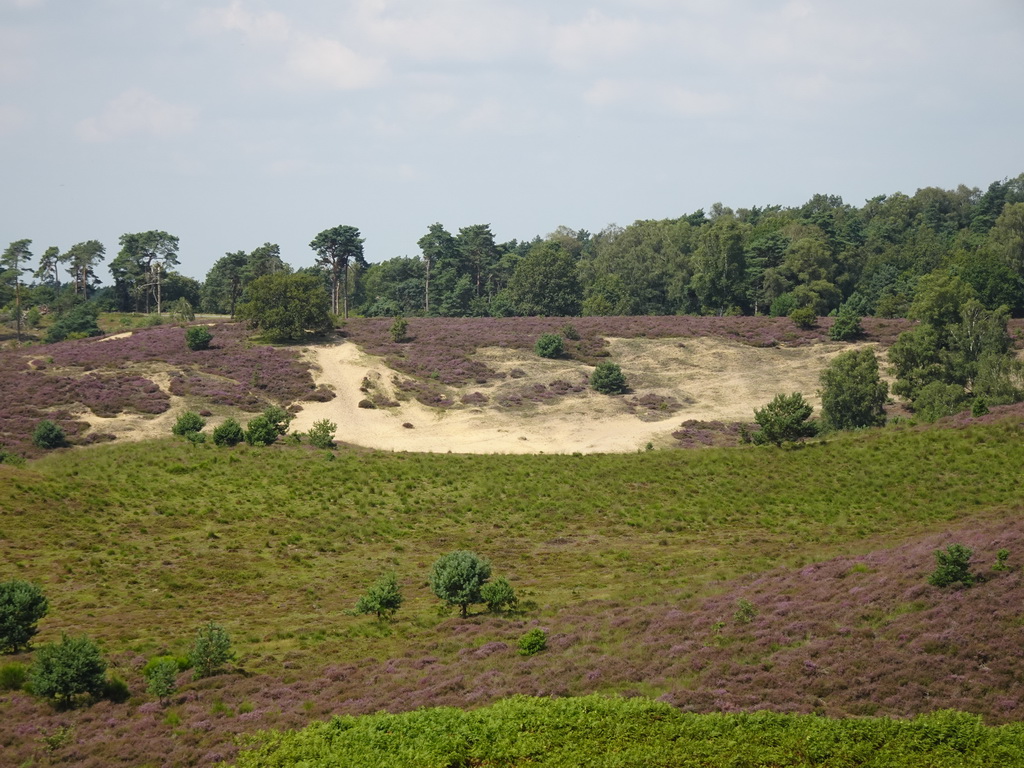 Sand, trees and purple heather on the northwest side of the Posbank hill, viewed from near the top