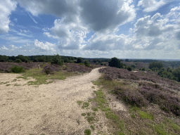 Trees and purple heather on the east side of the Posbank hill, viewed from the top