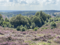Trees and purple heather on the southeast side of the Posbank hill, viewed from the top