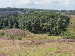 Trees and purple heather on the southwest side of the Posbank hill, viewed from the top