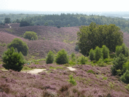 Trees and purple heather on the southeast side of the Posbank hill, viewed from the top