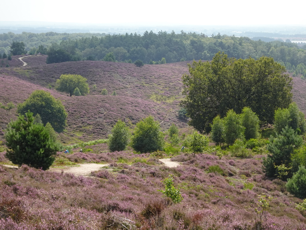 Trees and purple heather on the southeast side of the Posbank hill, viewed from the top