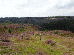 Trees and purple heather on the south side of the Posbank hill, viewed from the top