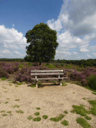 Bench, tree and purple heather on the top of the Posbank hill