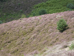 Tree and purple heather on the Posbank hill, viewed from the top