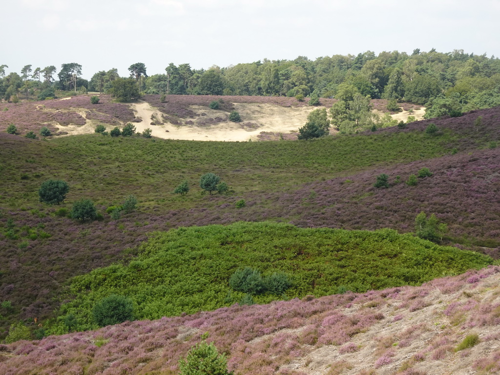 Sand, trees and purple heather on the northwest side of the Posbank hill, viewed from the top