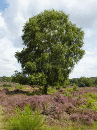 Tree and purple heather on the top of the Posbank hill